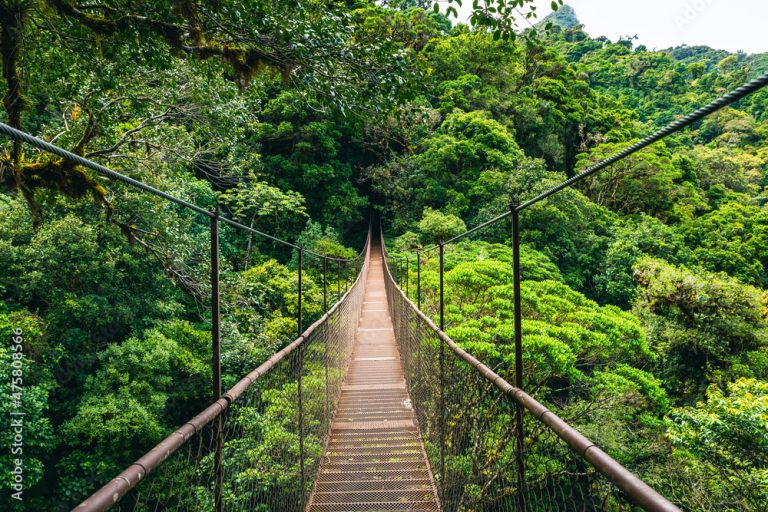 Cloud Forest Singapore